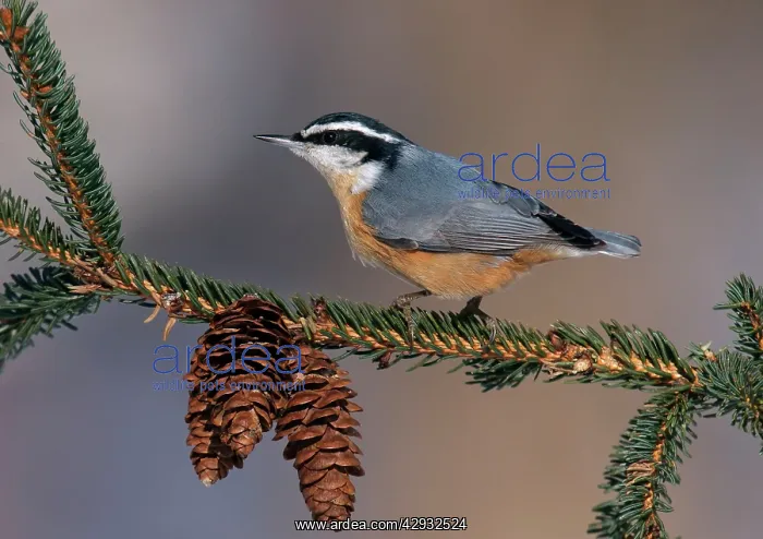 : Red-breasted Nuthatch in winter on conifer : Red-breasted Nuthatch in winter on conifer