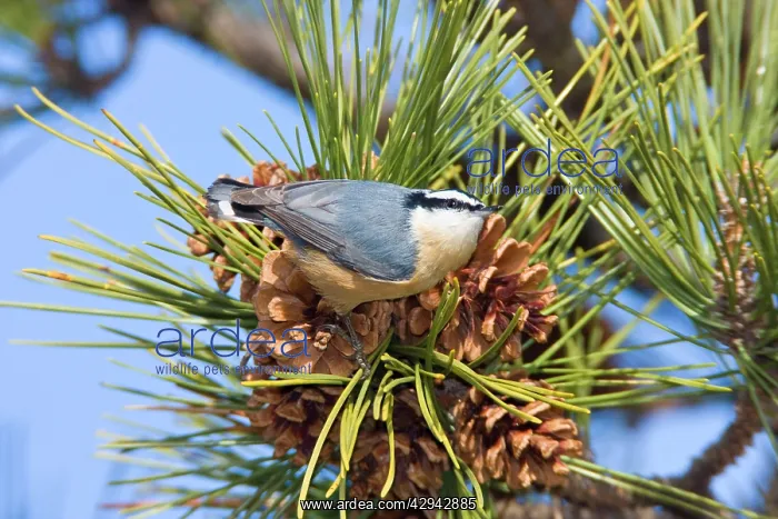 : Red-breasted Nuthatch - in winter feeding on pine : Red-breasted Nuthatch - in winter feeding on pine