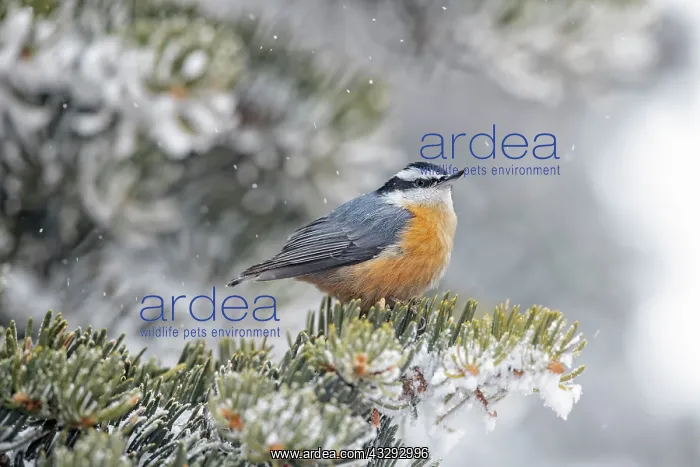 : Red-breasted Nuthatch - in winter snow : Red-breasted Nuthatch - in winter snow