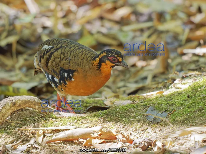 : Red Breasted Partridge Arborophila hyperythra Sa : Red Breasted Partridge Arborophila hyperythra Sa