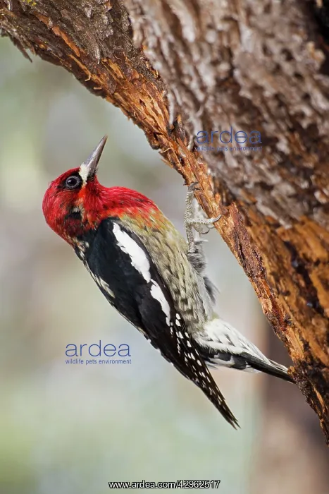 : Red-breasted Sapsucker : Red-breasted Sapsucker