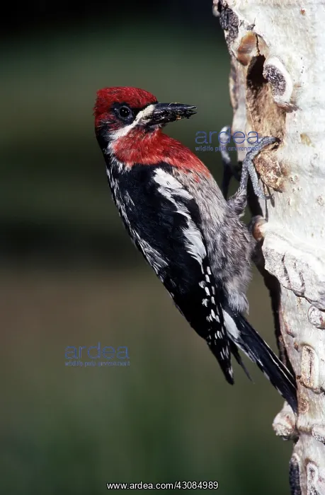 : Red-breasted Sapsucker : Red-breasted Sapsucker