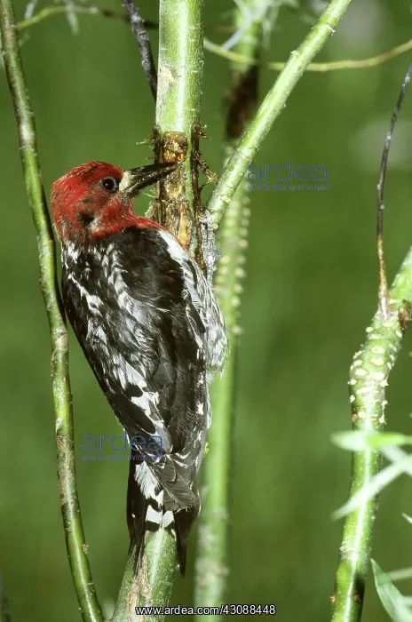 : Red-breasted Sapsucker : Red-breasted Sapsucker