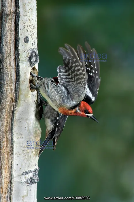 : Red-breasted Sapsucker : Red-breasted Sapsucker