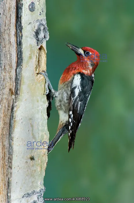 : Red-breasted Sapsucker : Red-breasted Sapsucker