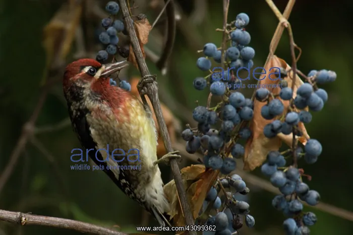 : Red-breasted Sapsucker : Red-breasted Sapsucker