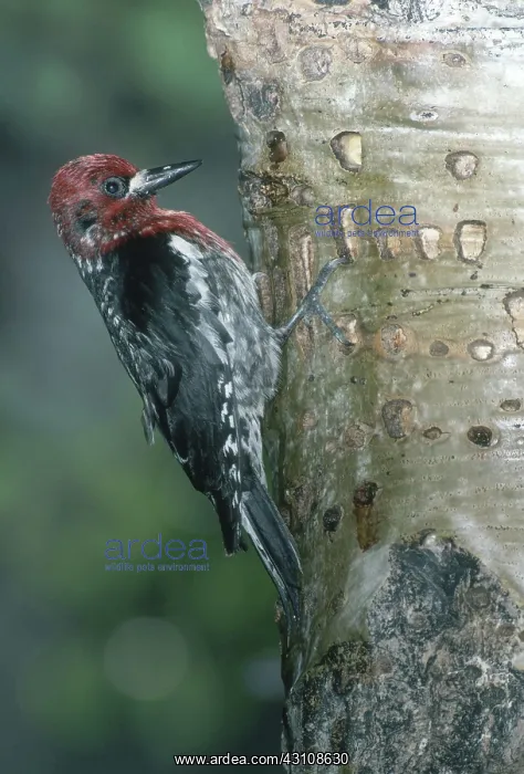 : Red-breasted Sapsucker : Red-breasted Sapsucker