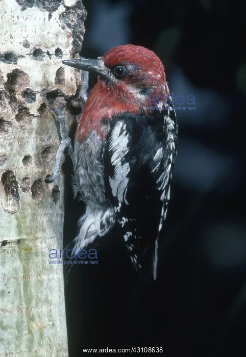 : Red-breasted Sapsucker : Red-breasted Sapsucker
