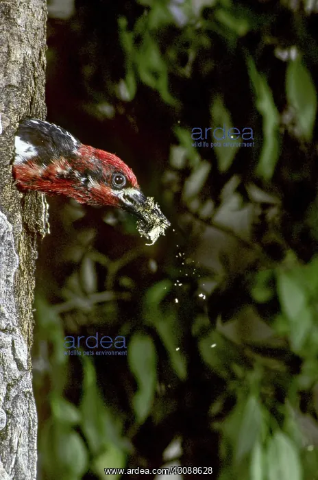 : Red-breasted Sapsucker Cleaning Nest : Red-breasted Sapsucker Cleaning Nest