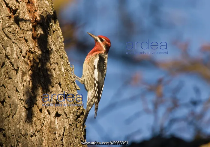 : Red-breasted Sapsucker - on oak tree : Red-breasted Sapsucker - on oak tree