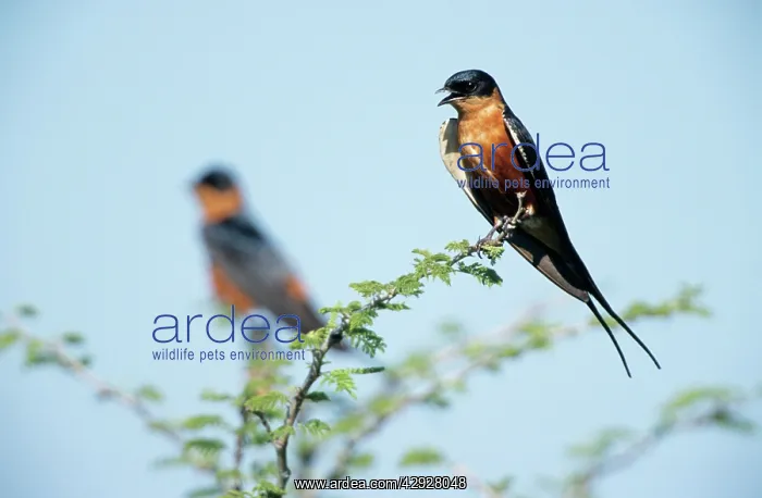 : Red-Breasted SWALLOW - Singing from bush : Red-Breasted SWALLOW - Singing from bush