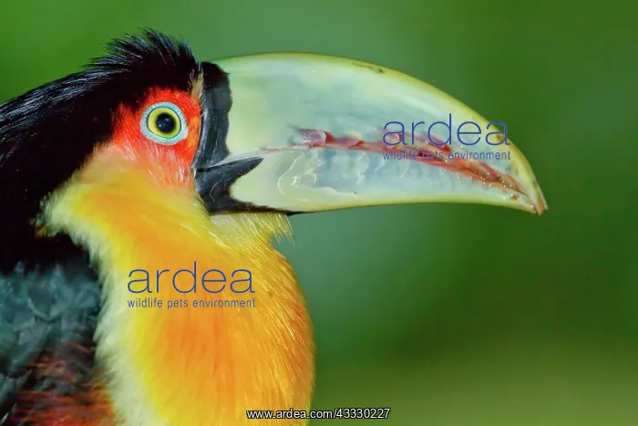  : Red-Breasted Toucan