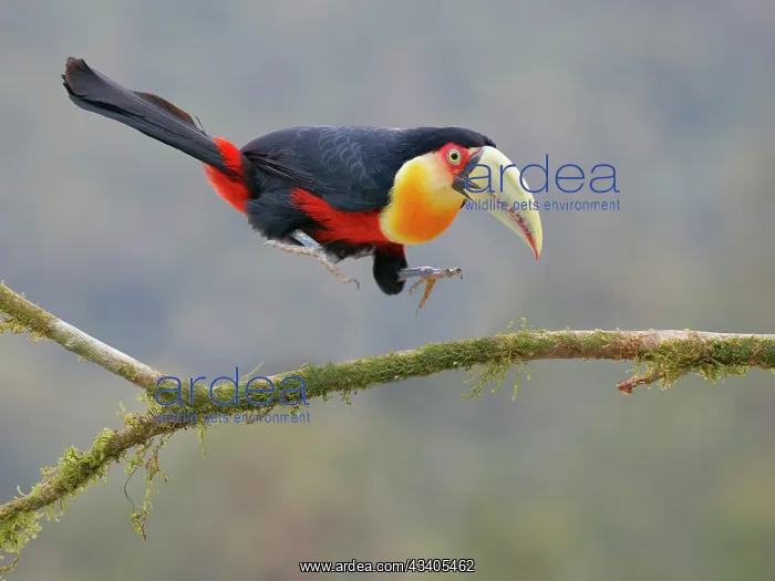 : Red Breasted Toucan landing on branch Ramphastos : Red Breasted Toucan landing on branch Ramphastos