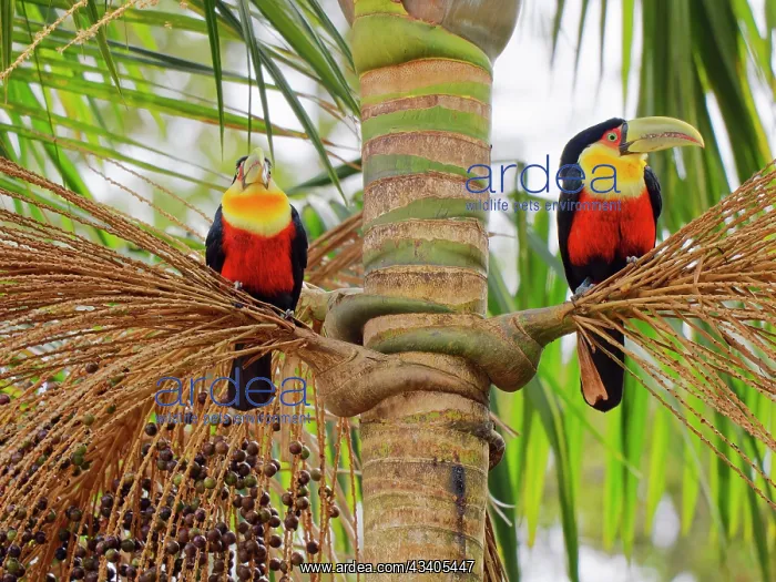 : Red Breasted Toucan pair in palm tree Ramphastos : Red Breasted Toucan pair in palm tree Ramphastos