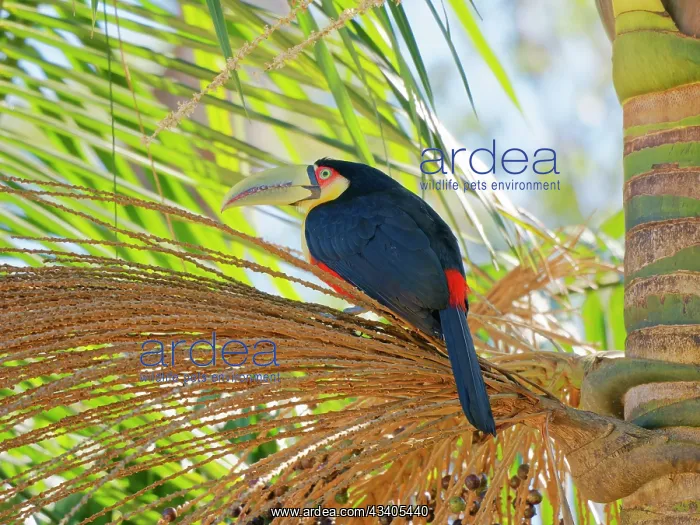  : Red Breasted Toucan in palm tree Ramphastos dicolorus