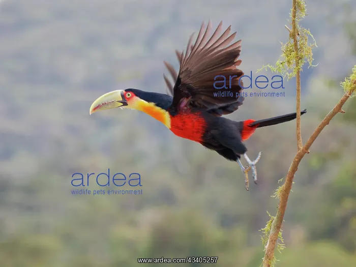  : Red Breasted Toucan Ramphastos dicolorus Atlantic
