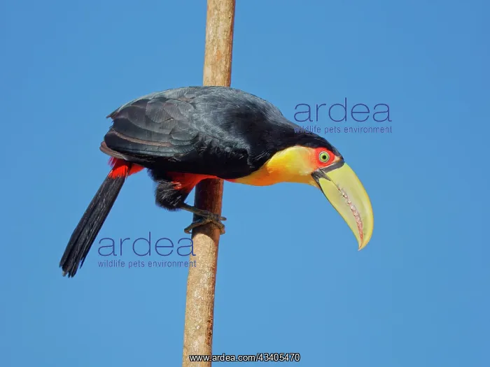 : Red Breasted Toucan Ramphastos dicolorus Atlantic : Red Breasted Toucan Ramphastos dicolorus Atlantic