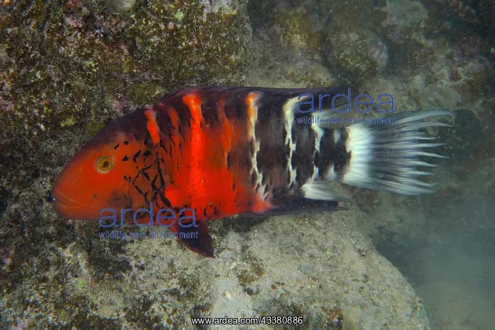 : Red Breasted Wrasse (Cheilinus fasciatus) (Cheilinus : Red Breasted Wrasse (Cheilinus fasciatus) (Cheilinus