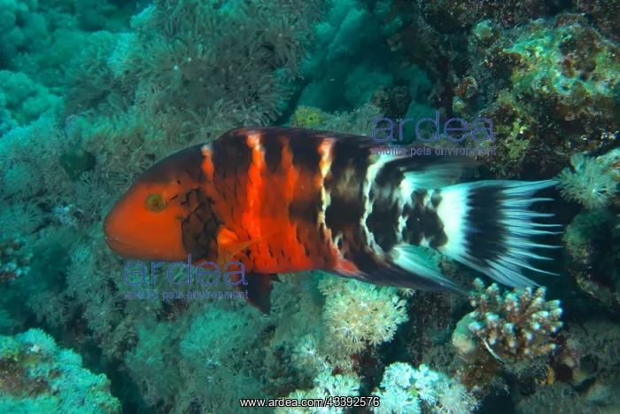 : Red-breasted wrasse (Cheilinus fasciatus) (Cheilinus : Red-breasted wrasse (Cheilinus fasciatus) (Cheilinus