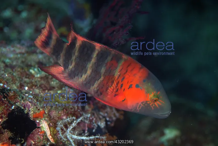 : Red-breasted Wrasse - Love Potion, 9 dive site : Red-breasted Wrasse - Love Potion, 9 dive site
