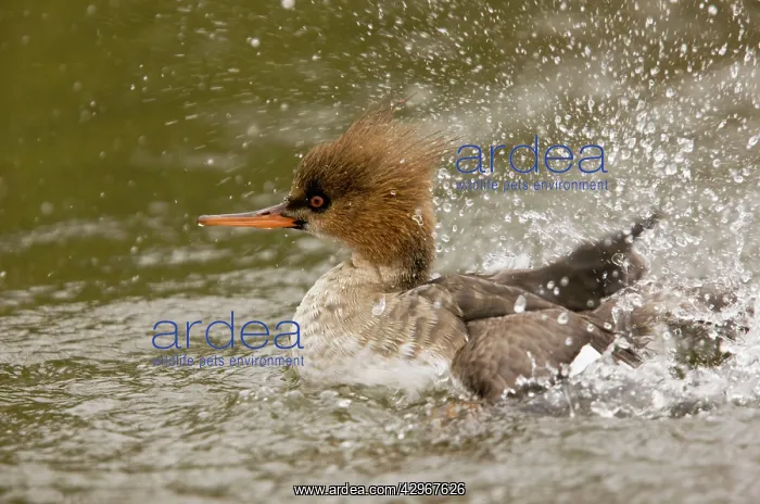 : Red-breaster Merganser - adult male preening and