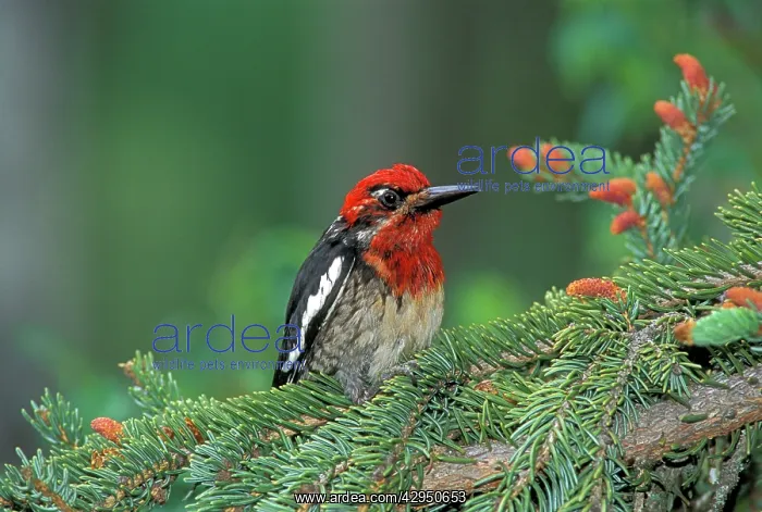 : Red-Brested Supsucker perched in evergreen tree : Red-Brested Supsucker perched in evergreen tree