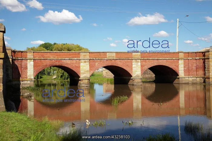 : The Red Bridge (1838), Campbell Town, Midlands : The Red Bridge (1838), Campbell Town, Midlands