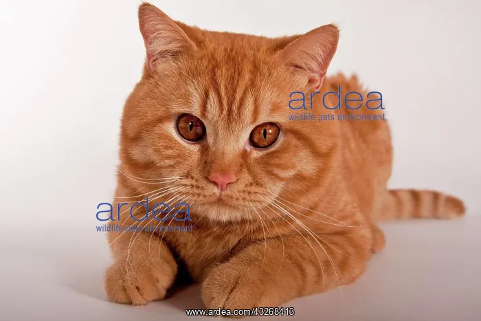 : Red British Shorthair cat, studio portrait : Red British Shorthair cat, studio portrait