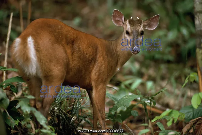  : Red Brocket Deer - male, in rainforest