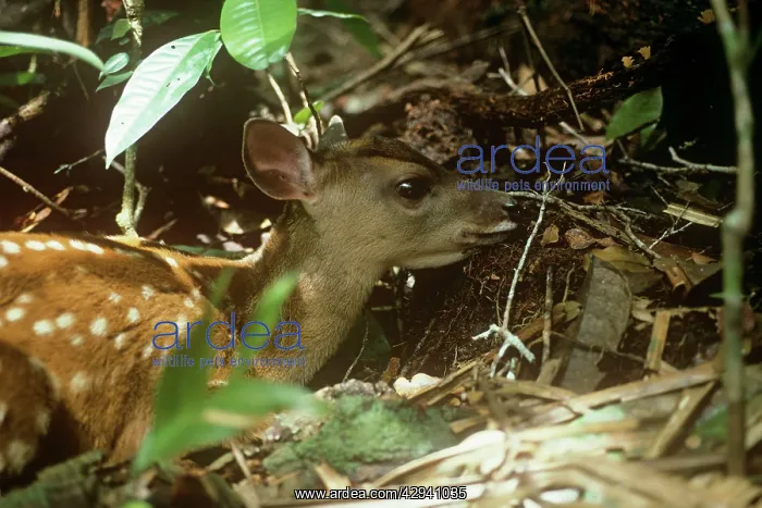: Red Brocket Deer - young showing camouflage markings : Red Brocket Deer - young showing camouflage markings