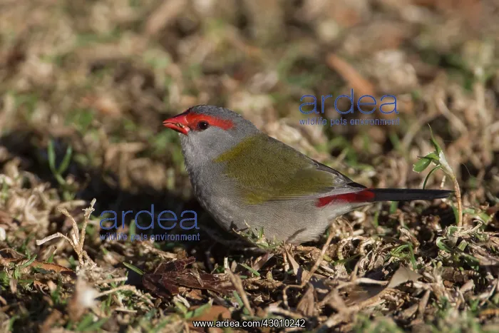 : Red-browed Finch : Red-browed Finch