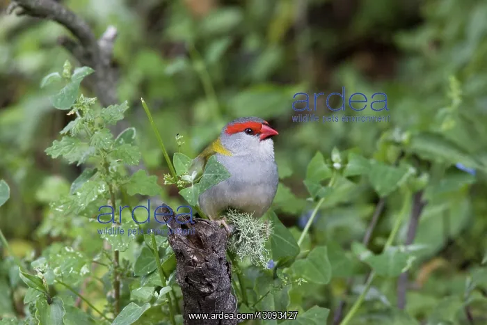 : Red-browed Finch : Red-browed Finch