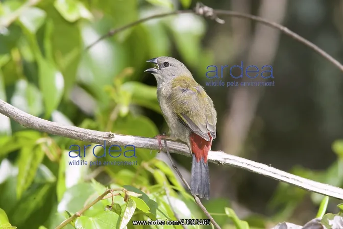 : Red-browed Finch : Red-browed Finch