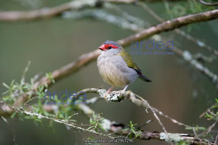: Red-browed Finch - One of a flock of wild birds : Red-browed Finch - One of a flock of wild birds