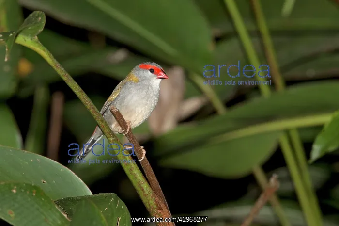 : Red-browed Finch - perched on a stem : Red-browed Finch - perched on a stem