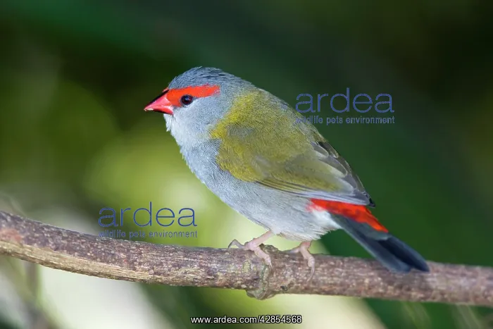 : Red-browed Finch - in a subtropical rainforest : Red-browed Finch - in a subtropical rainforest