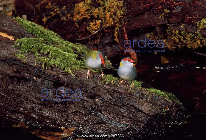 : Red-browed Firetail / Red-browned Finch - pair for the year : Red-browed Firetail / Red-browned Finch - pair for the year