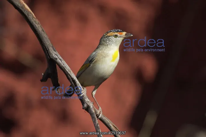 : Red-browed Pardalote : Red-browed Pardalote