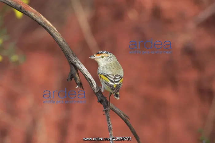 : Red-browed Pardalote : Red-browed Pardalote