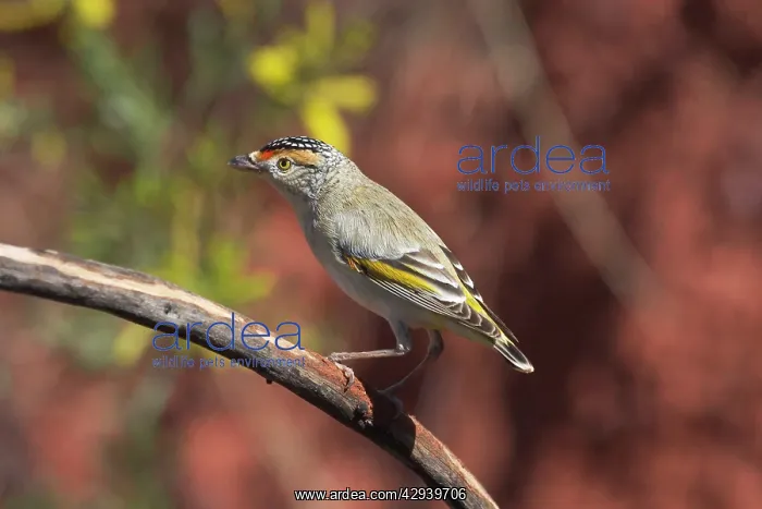 : Red-browed Pardalote : Red-browed Pardalote