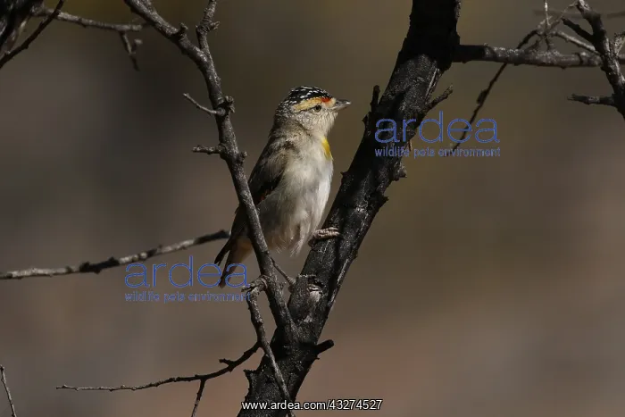  : Red-browed Pardalote