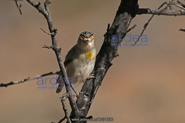  : Red-browed Pardalote