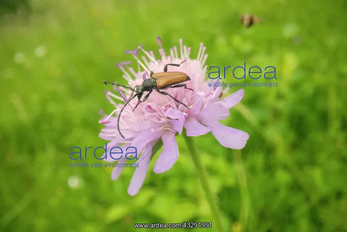 : Red-brown Longhorn Beetle - adult Longhorn beetle gathering : Red-brown Longhorn Beetle - adult Longhorn beetle gathering