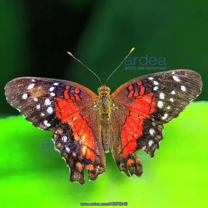 : Red brown peacock (Anartia amathea), captive : Red brown peacock (Anartia amathea), captive