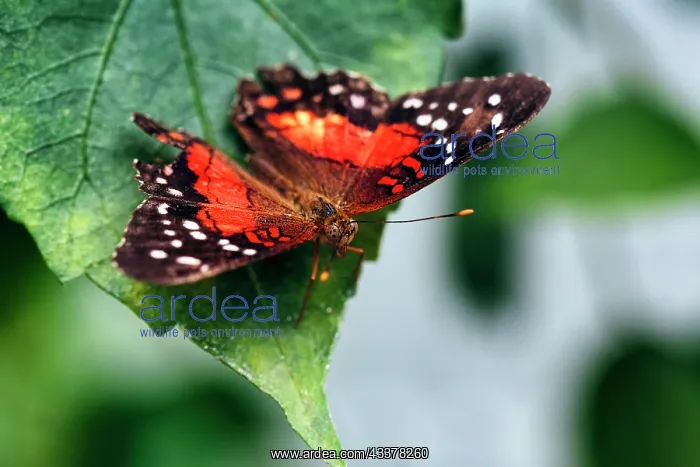 : Red brown peacock (Anartia amathea), captive : Red brown peacock (Anartia amathea), captive