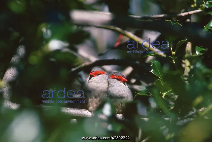  : Red-browned Firetail  /  Red-browned Finch - pair for the year