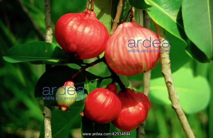 : Red bush apples (Syzygium suborbiculare) can be : Red bush apples (Syzygium suborbiculare) can be