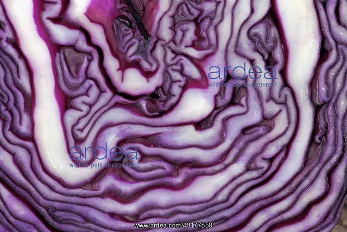 : Red cabbage, Brassica oleracea capitata, Very close : Red cabbage, Brassica oleracea capitata, Very close