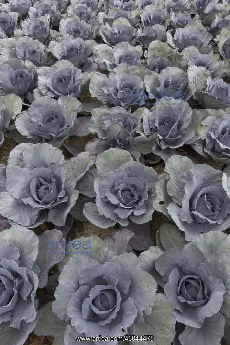 : Red Cabbage -Cabbage heads on a field - Germany : Red Cabbage -Cabbage heads on a field - Germany