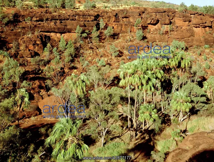 : Red Cabbage Palm - a living fossil, remnant from : Red Cabbage Palm - a living fossil, remnant from